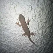 おいかわ