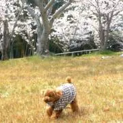 たこやきの画像