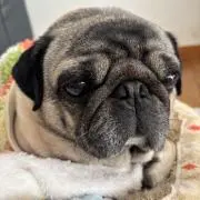えーちゃんの画像