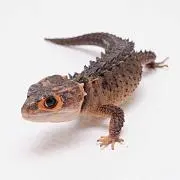にっくの画像