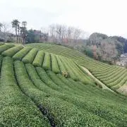 茶畑の画像