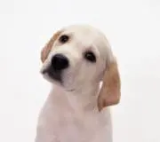 れなの画像