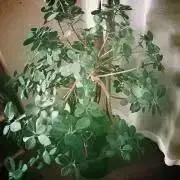 きなこもち