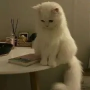 かぷちーのの画像