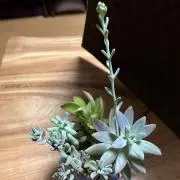 kjの画像