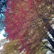 みゅうの画像
