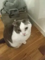 スコティッシュの画像