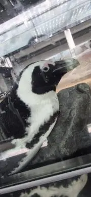 こたの画像