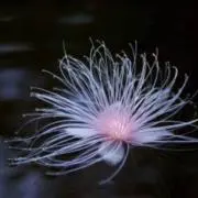 虎徹