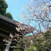 shela 即購入無言購入okですの画像