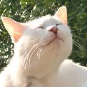 しらたまの画像