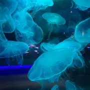 sokoの画像