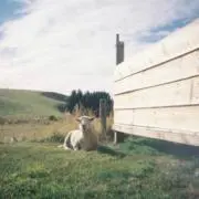 シエスタの画像