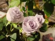 ヴィクトリアの画像