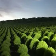 Yamanekoの画像