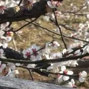 じゃむの画像
