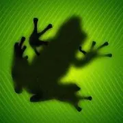 JIN THE GREEN