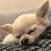 きなこの画像