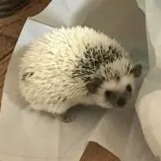 hollyの画像