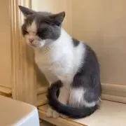 もん