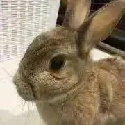 うさぎの画像