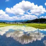 夏の画像