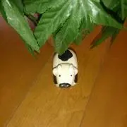 moo
