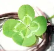 クローバー☘️の画像
