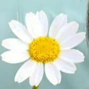 neoの画像