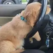 さくらの画像