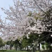 夜桜※祝！メ○○リ市の画像