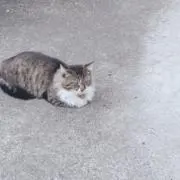 ゆずの画像