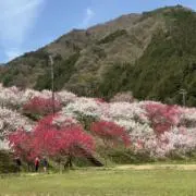 はんなりこまちの画像