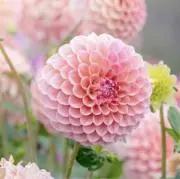 popoの画像