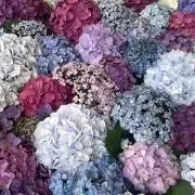 ojunの画像