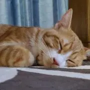 バニラの画像