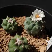 Hoshiの画像