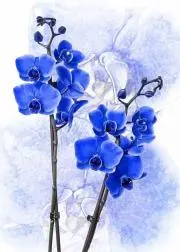 蘭花の画像