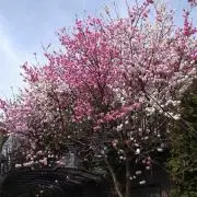 YUKAASANの画像