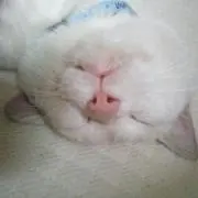 たろうの画像
