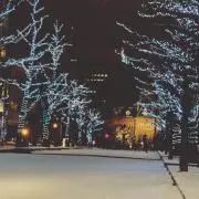 しらせい