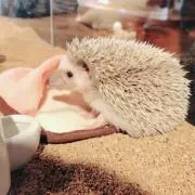 にこの画像