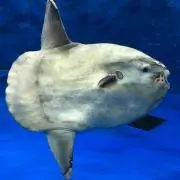 guraの画像