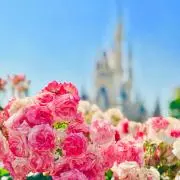瑠琉(断捨離中)の画像