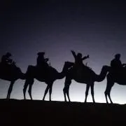 ジルバの画像