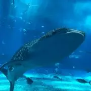 miico＊の画像