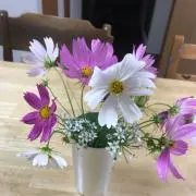 のぶ