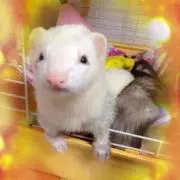 キキララの画像