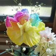 まゆ6の画像