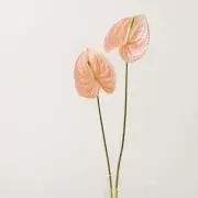 ブーケ☺︎の画像